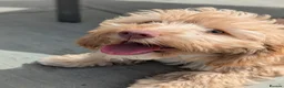 Cockapoo dogs for sale: F1 Cockapoo Girl From Health Tested Parents  - Advert 7