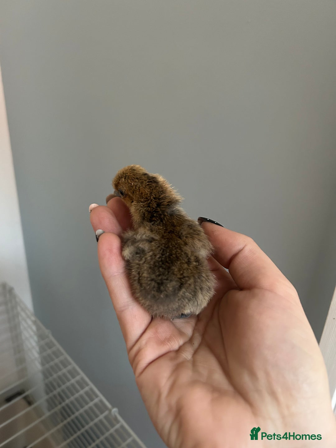 Chickens poultry for sale: Day old bantam silkie chicks  - Image 13