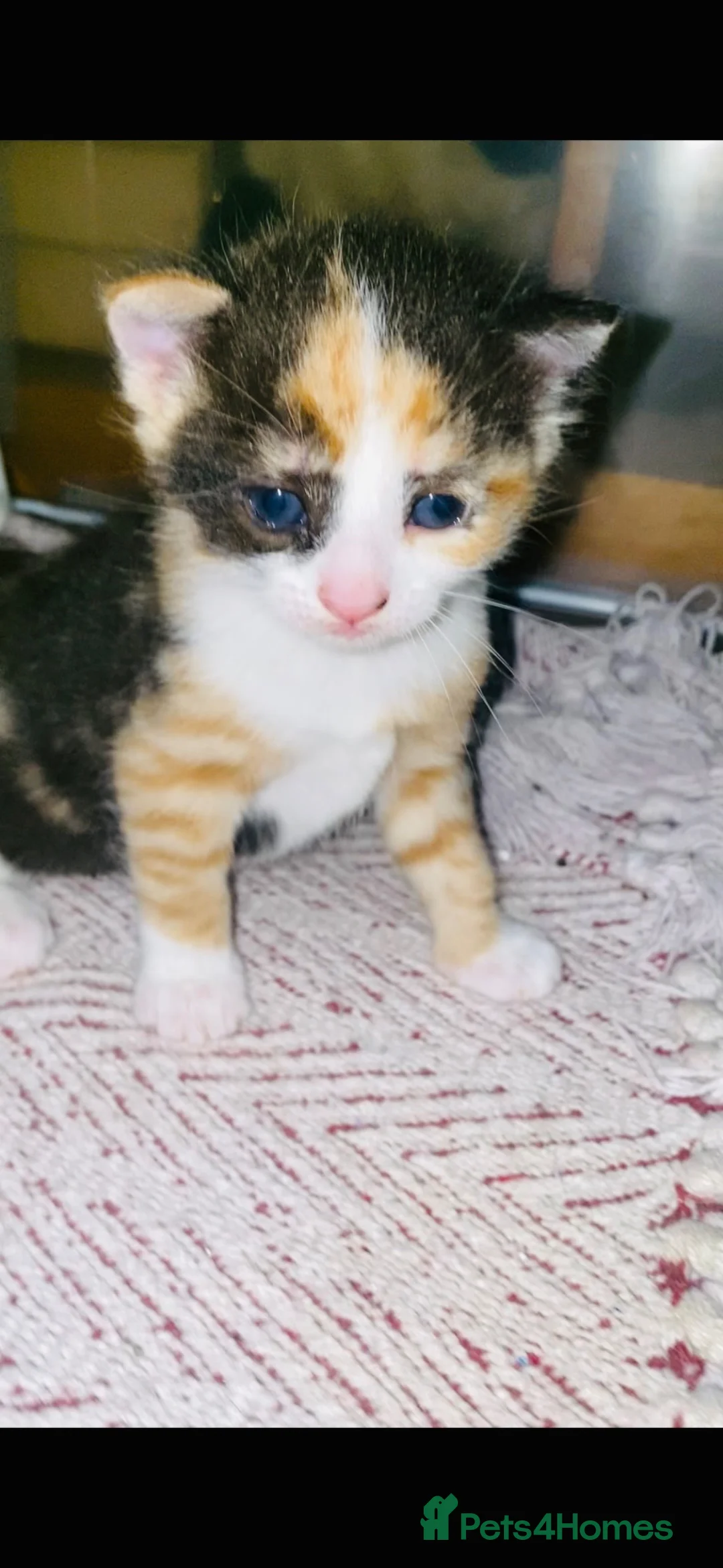 Siamese cats for sale: One beautiful Siamese cross kitten - Advert 2