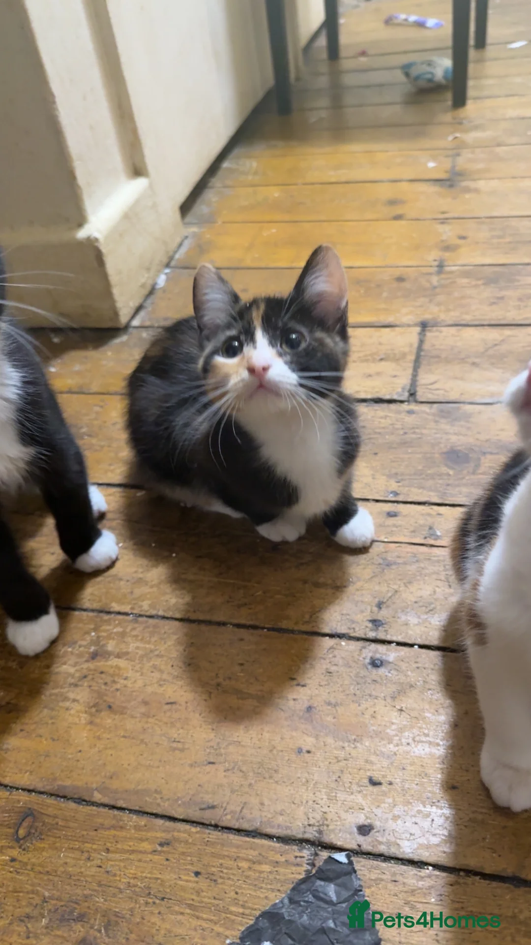 Mixed Breed cats for sale: 5 Kittens  - Advert 2