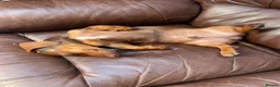 Miniature Dachshund dogs for sale: Miniature dachshund  - Advert 3