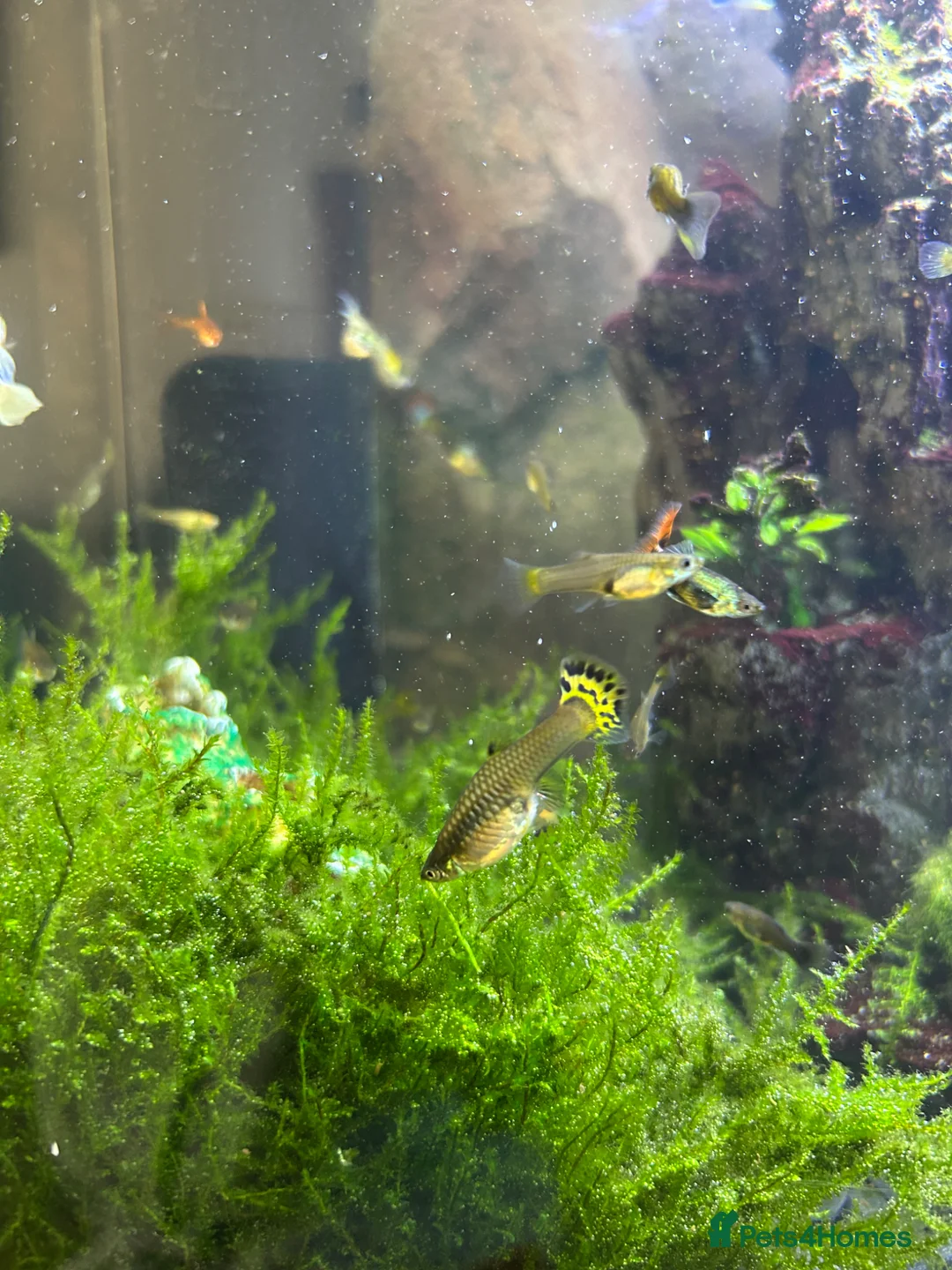 Other/Mixed Breed fish for sale: Mixed sex Guppies  - Advert 1