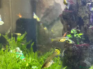 Other/Mixed Breed fish Mixed sex Guppies - Advert 1