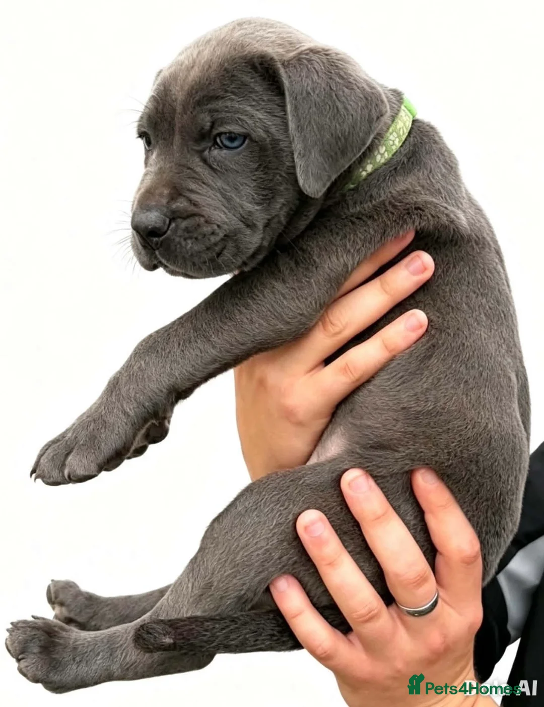 Cane Corso dogs for sale: Cane corso puppies in Torquay - Advert 2