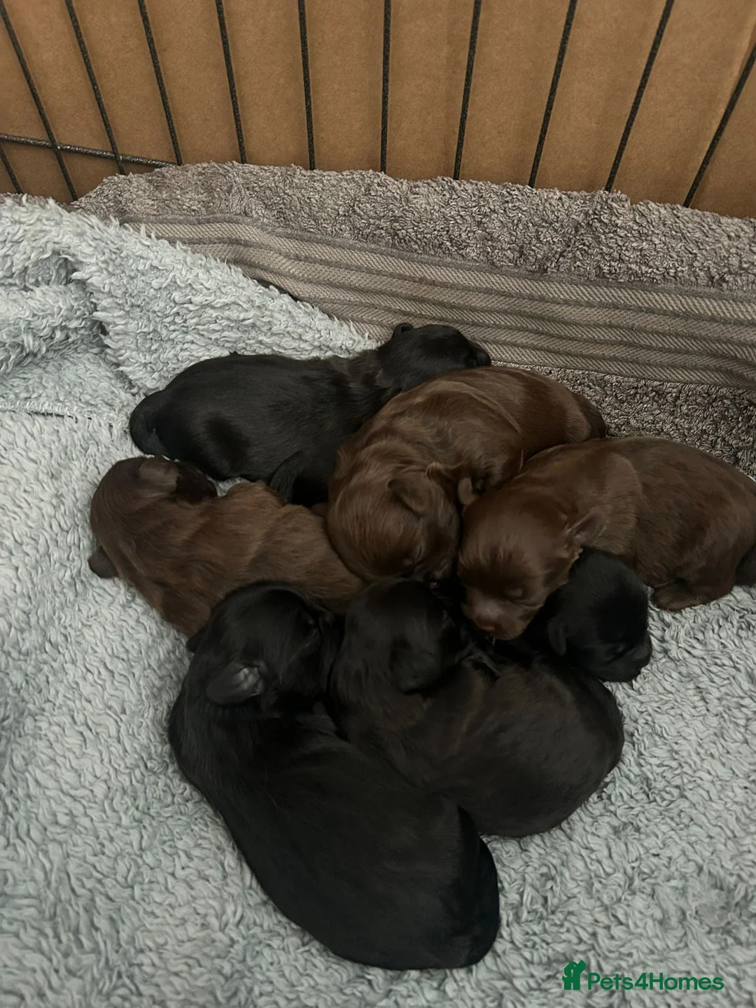 Shihpoo dogs for sale: Shihpoo puppies  - Advert 30