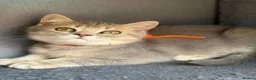 British Shorthair cats for sale: British shorthair golden adorable TICA - Advert 2