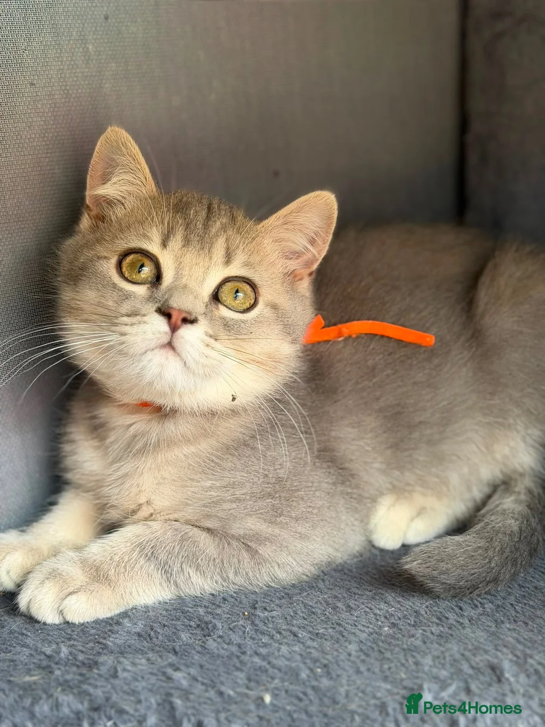 British Shorthair cats for sale: British shorthair golden adorable TICA - Advert 2