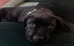 Mixed Breed dogs for sale: Beautiful Labrottie black boy  - Image 6