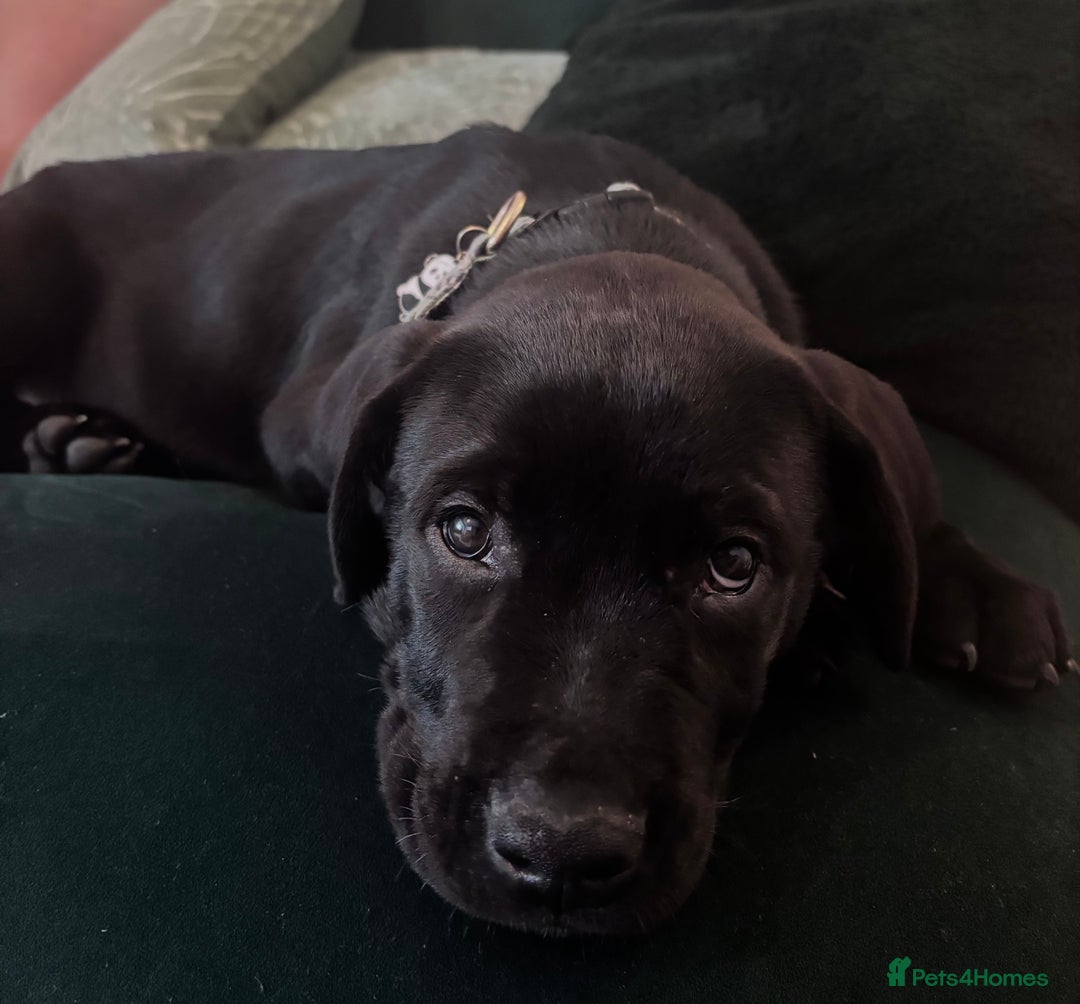 Mixed Breed dogs for sale: Beautiful Labrottie black boy  - Image 6