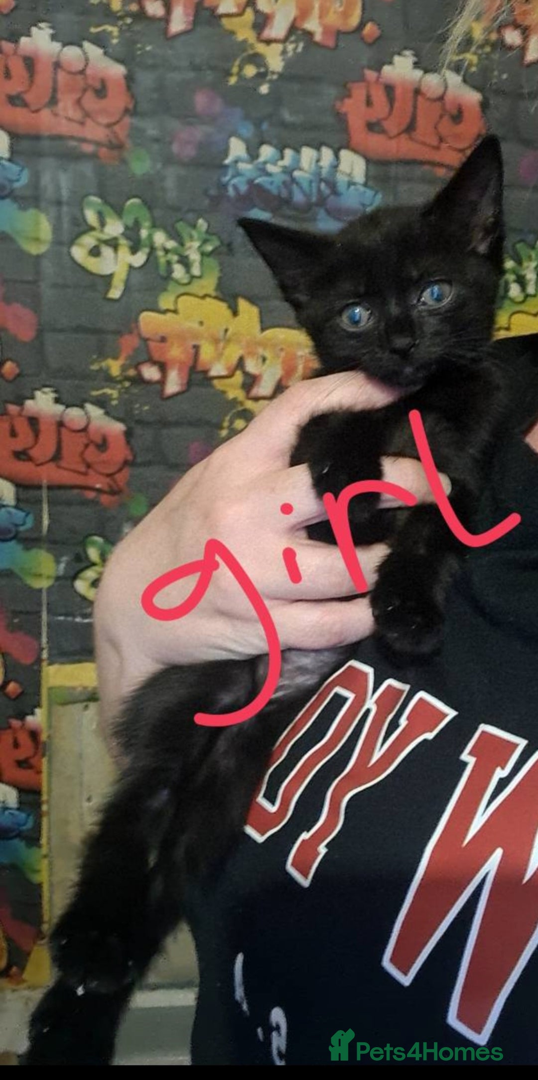 Mixed Breed cats for sale: Kittens  - Image 1
