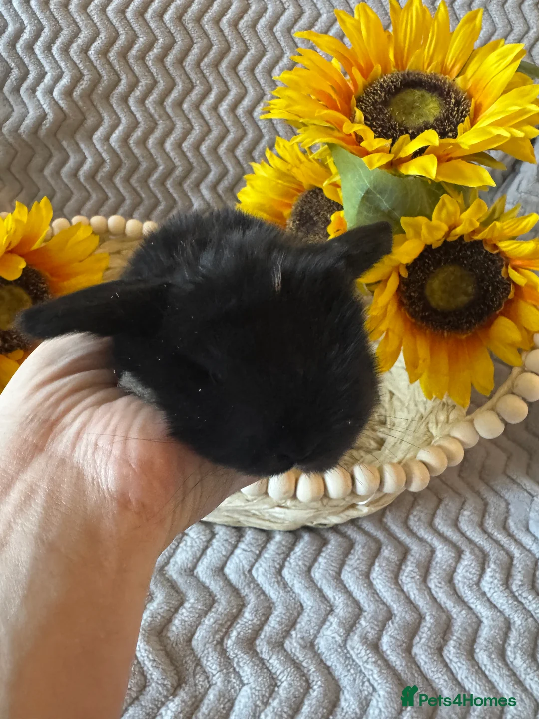 Mini Lop rabbits for sale: ✨ Mini Lops for sale✨ - Advert 2