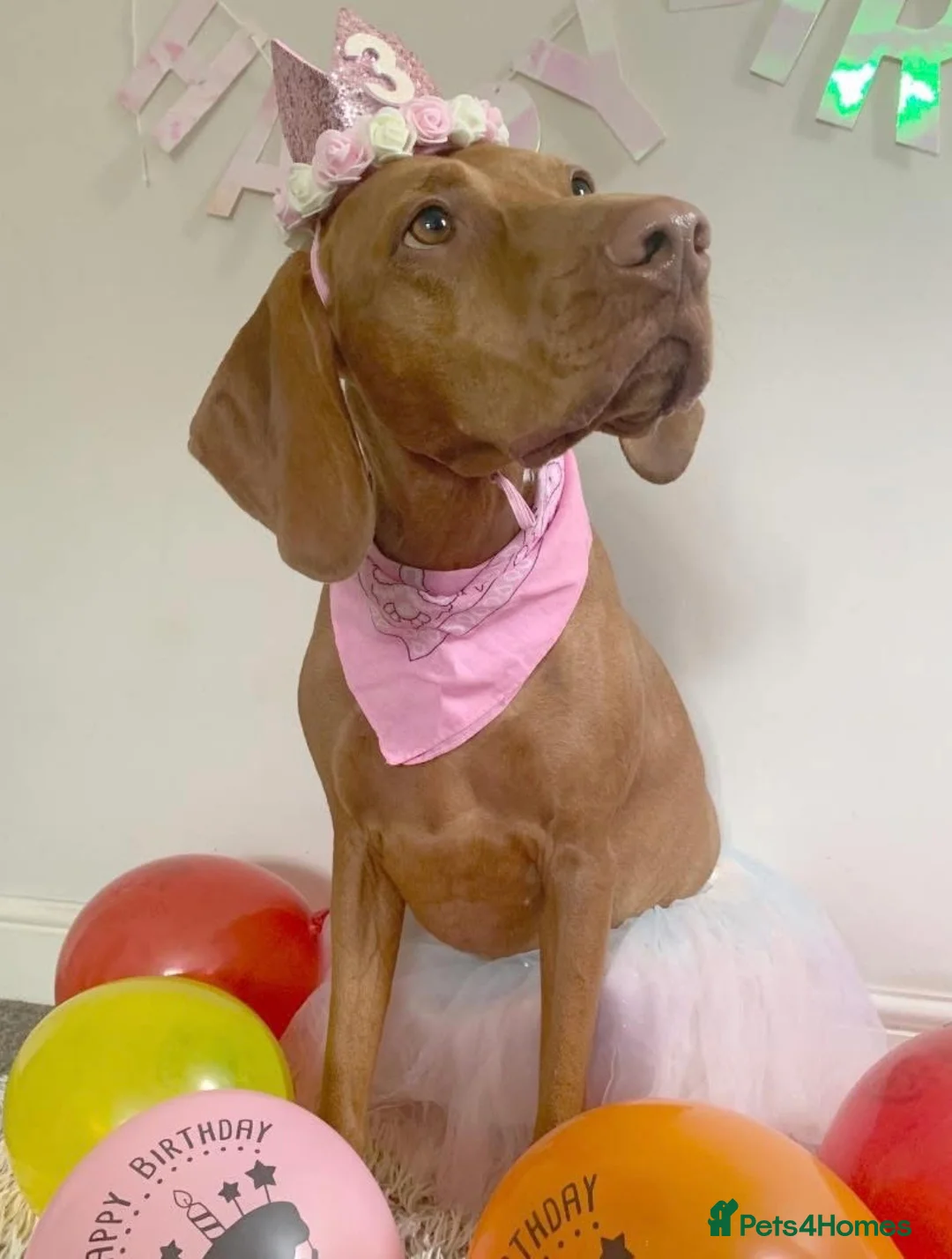 Hungarian Vizsla dogs for sale: Chunky KC Registered Hungarian Vizsla Puppies in Littleborough - Advert 22