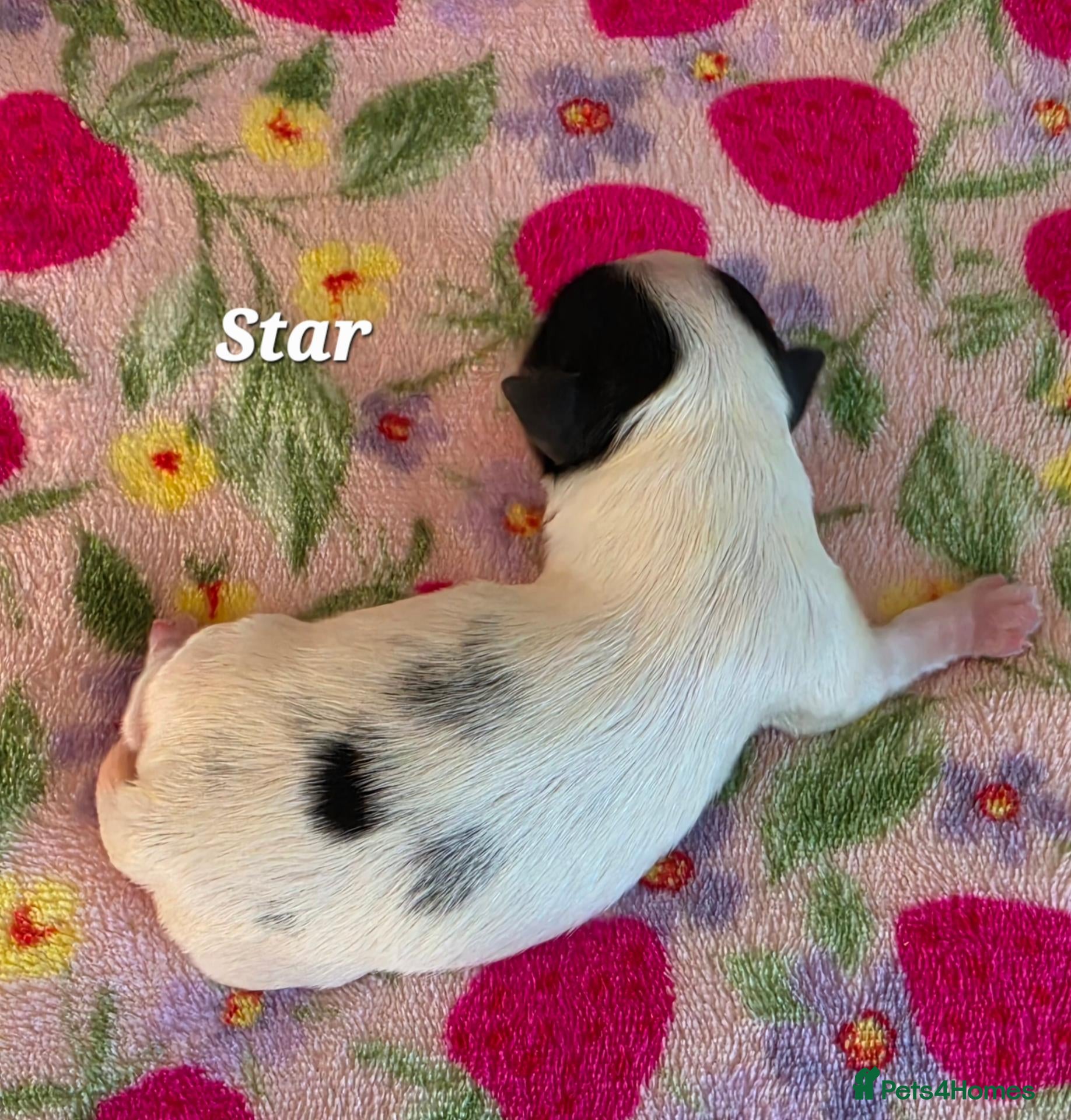 Biewer Terrier dogs 1 Stunning boy 1 beautiful girl - Advert 2