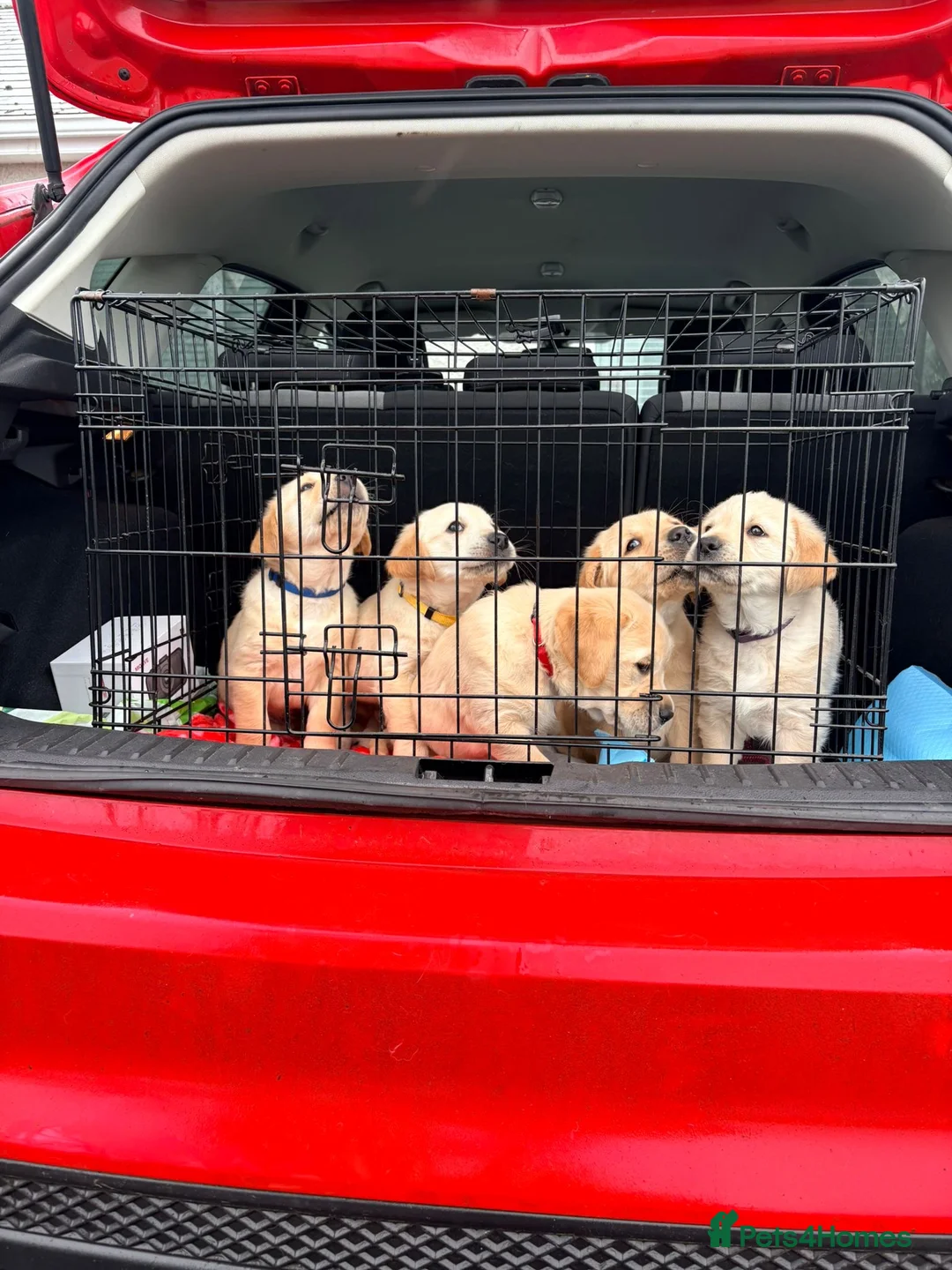Goldador dogs for sale: Goldador Puppies – 7 Weeks Old 🐾 - Advert 6