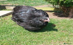 Chickens poultry for sale: Black Orpingtons 1xFemale & 1xMale  - Image 6