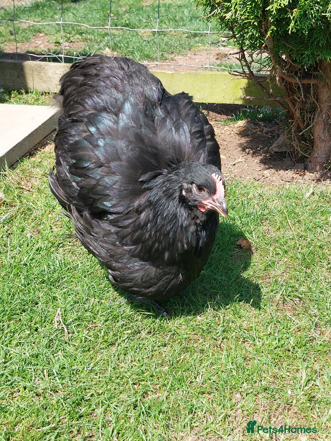 Chickens poultry for sale: Black Orpingtons 1xFemale & 1xMale  - Image 6