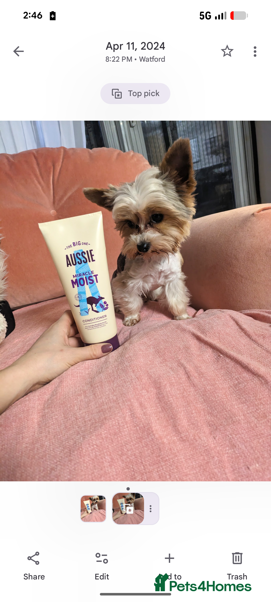 Yorkshire Terrier dogs for stud: Experienced boY for stud small just 1.8kg s in Watford - Advert 2