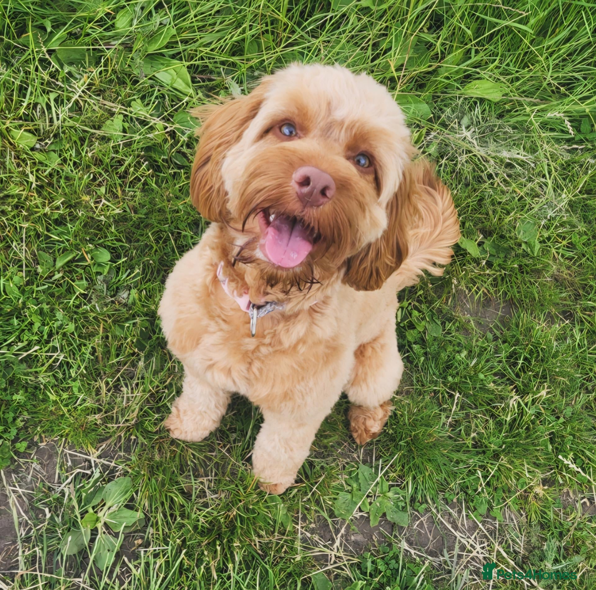 Cockapoo dogs Daisy, 13M F Cockapoo - Advert 12