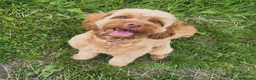 Cockapoo dogs for sale: Daisy, 13M F Cockapoo in Sunderland - Advert 1