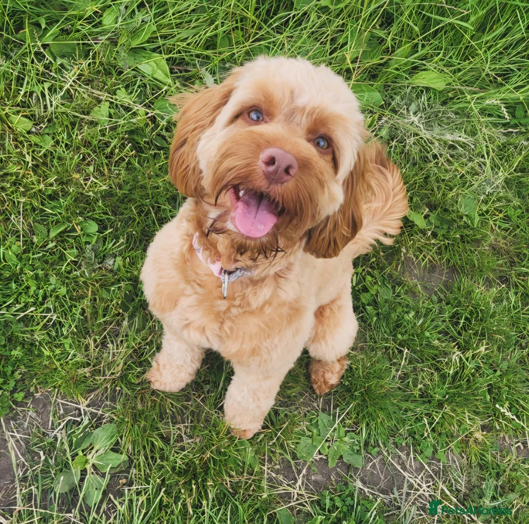 Cockapoo dogs for sale: Daisy, 13M F Cockapoo in Sunderland - Advert 1