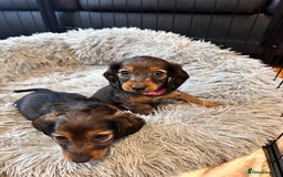 Miniature Dachshund dogs for sale: Miniature Long-Haired Dachshund Puppies - Image 12