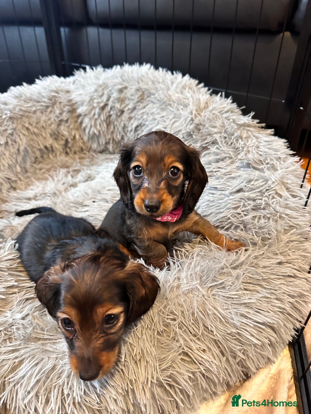 Miniature Dachshund dogs for sale: Miniature Long-Haired Dachshund Puppies - Image 12