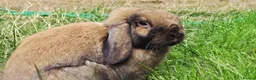 Mini Lion Lop rabbits for sale: Two Mini Lops - Male  - Advert 11