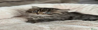 Scottish Fold 3
