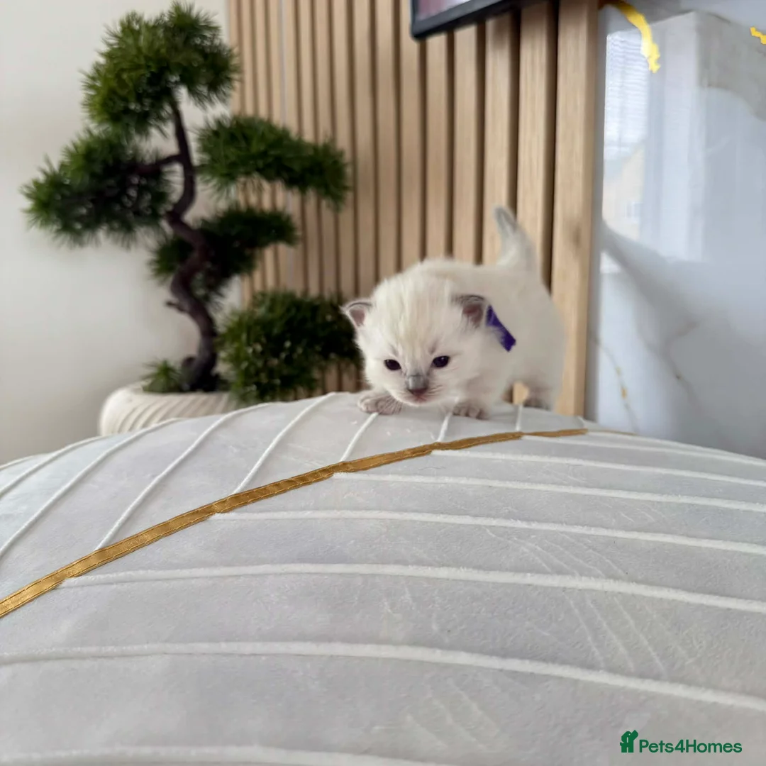 Ragdoll cats for sale: Ragdoll kittens for sale  in Barnsley - Advert 2