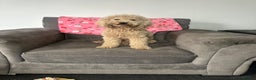 Miniature Poodle dogs for stud: Beautiful miniature poodle  - Advert 2