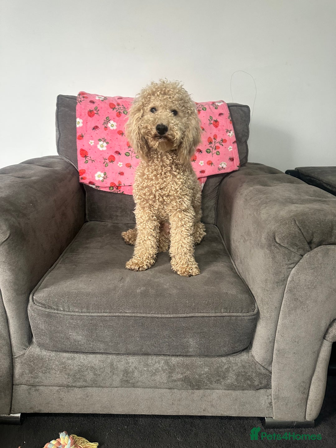 Miniature Poodle dogs for stud: Beautiful miniature poodle  - Advert 2