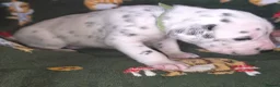 Mixed Breed dogs for sale: Dalmatian x Labrador puppies in Grimsby - Advert 19