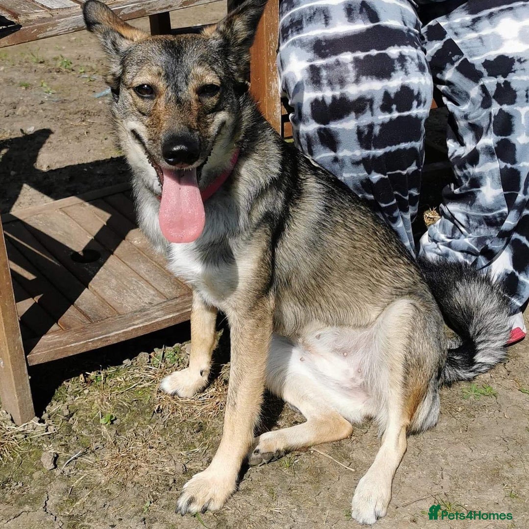 Mixed Breed dogs for adoption: Careful Carly - Image 5