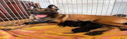 Mixed Breed dogs for sale: 4 Belgian Malinois girls for sale  in Tarporley - Advert 1