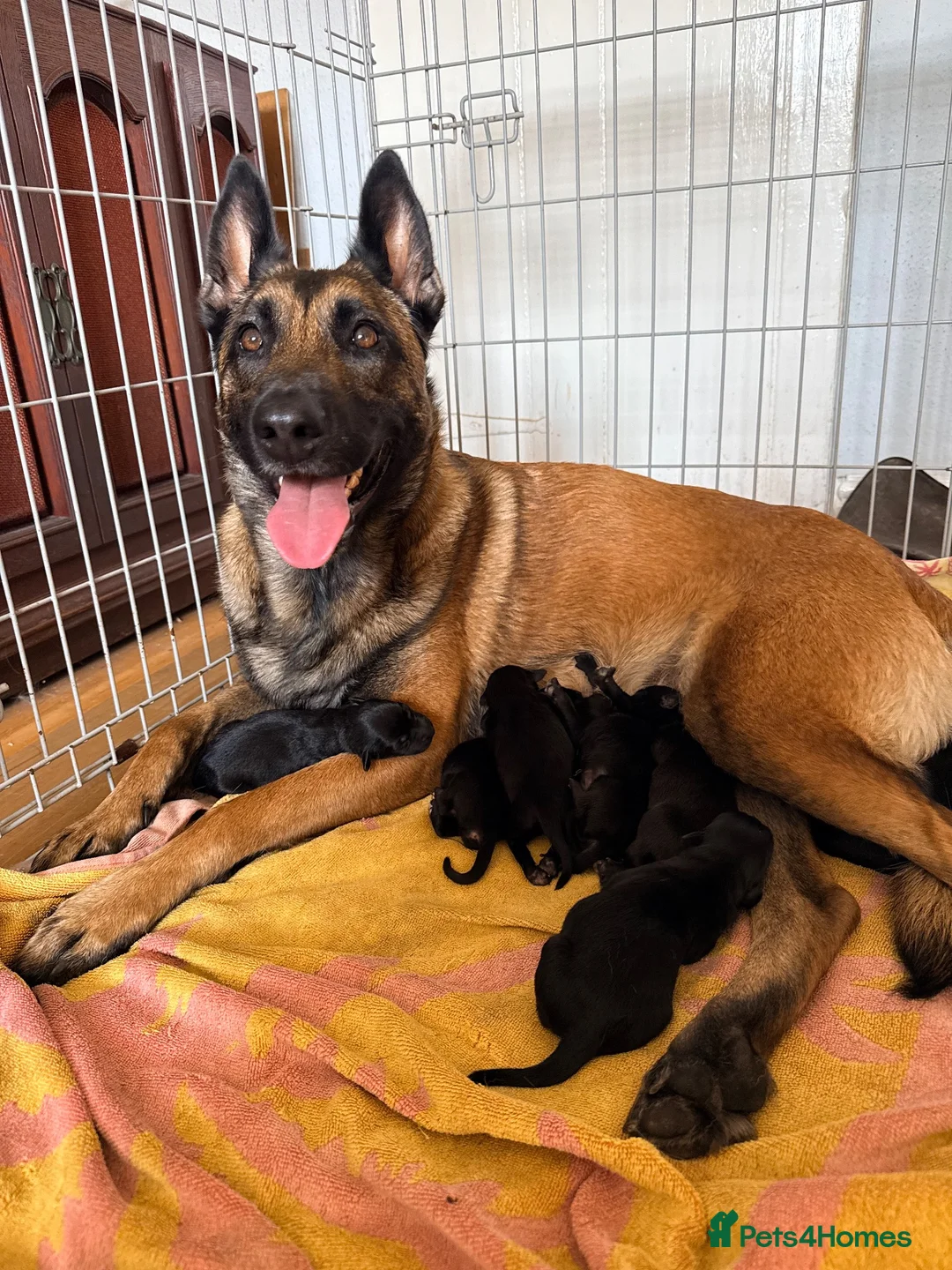 Mixed Breed dogs for sale: 4 Belgian Malinois girls for sale  in Tarporley - Advert 1