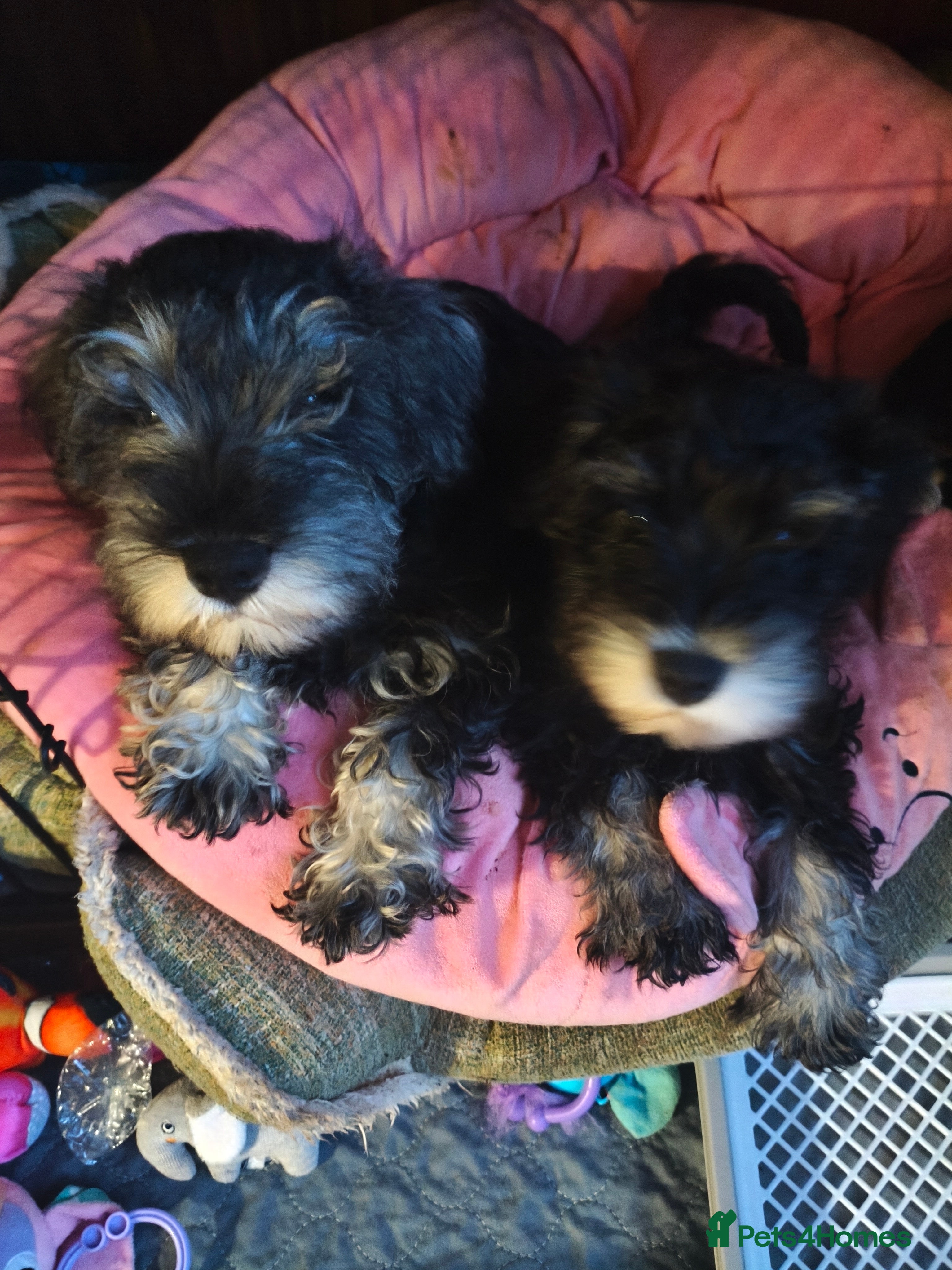 Miniature Schnauzer dogs Charming Mini Schnauzers with KC registration - Advert 5