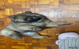 Chow Chow dogs for sale: Puppies looking for new home - Image 35