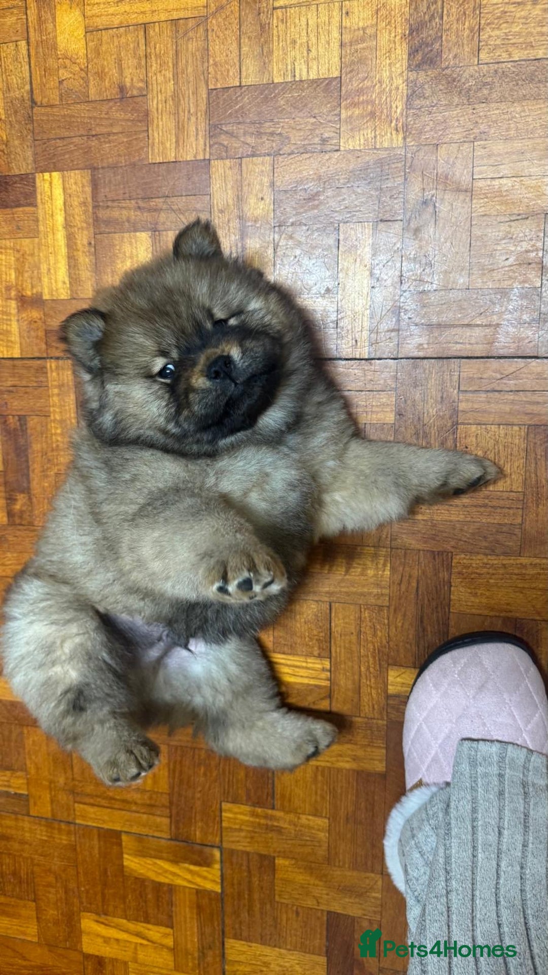 Chow Chow dogs for sale: Puppies looking for new home - Image 35