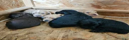 Cocker Spaniel dogs for sale: KC Cocker Spaniel-Black and Golden Boys Available in Settle - Advert 12