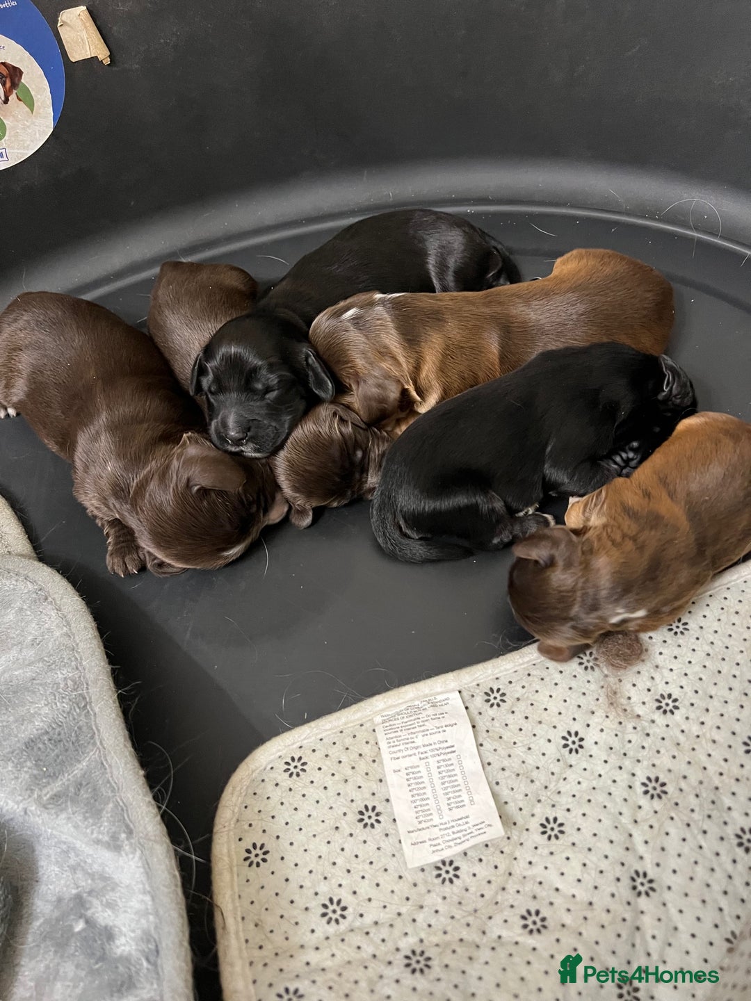 Cocker Spaniel dogs for sale: KC Reg Cocker Spaniels ready next week! Choc/black - Image 21