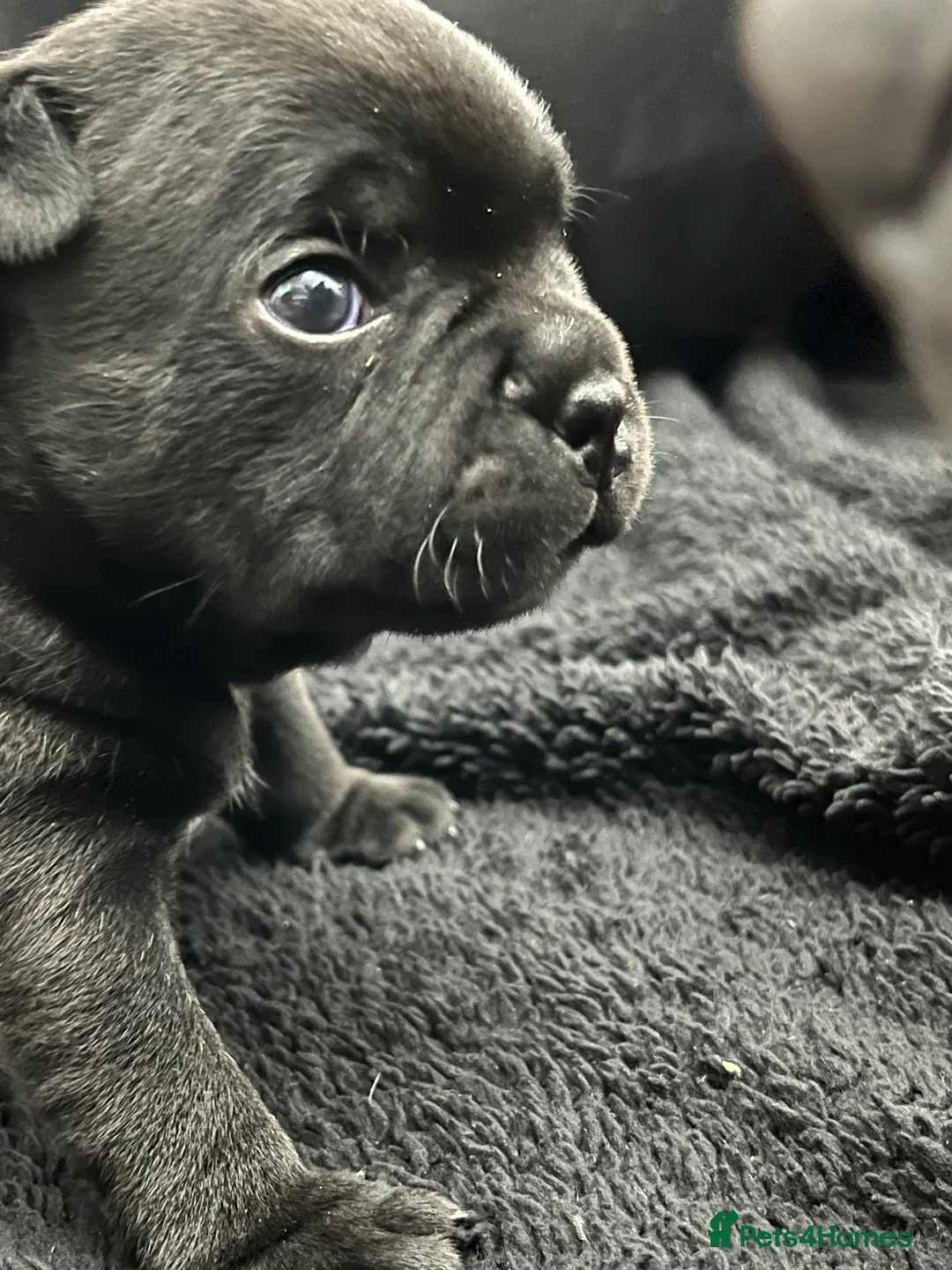 Staffordshire Bull Terrier dogs for sale: KC registered Staffordshire bull terrier puppy  - Advert 7