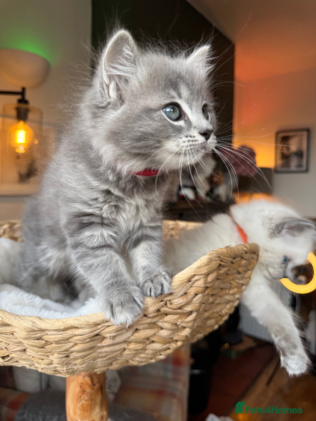 RagaMuffin cats for sale: Beautiful Ragamuffin Kittens - BSH/Ragdoll Cross - Advert 7