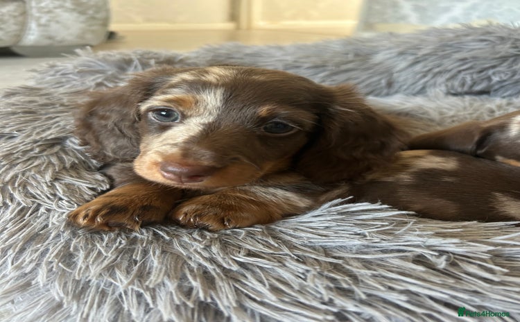 Dachshund dogs - Advert 3