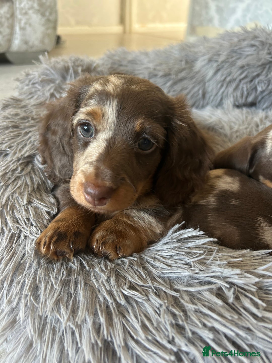Dachshund dogs for sale: Dachshund puppies  - Image 1