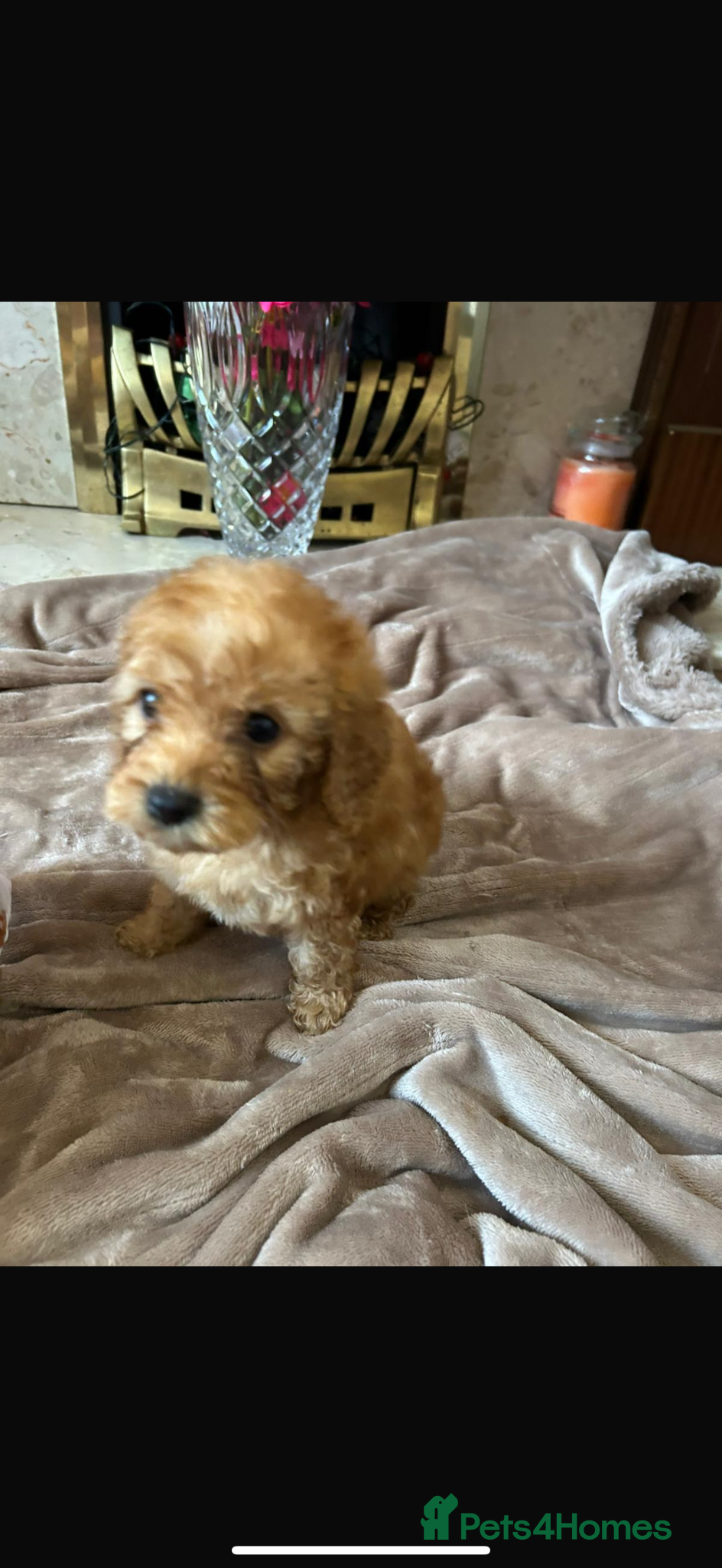 Cockapoo dogs for sale: Cockapoo puppies in Aberdeen - Advert 10