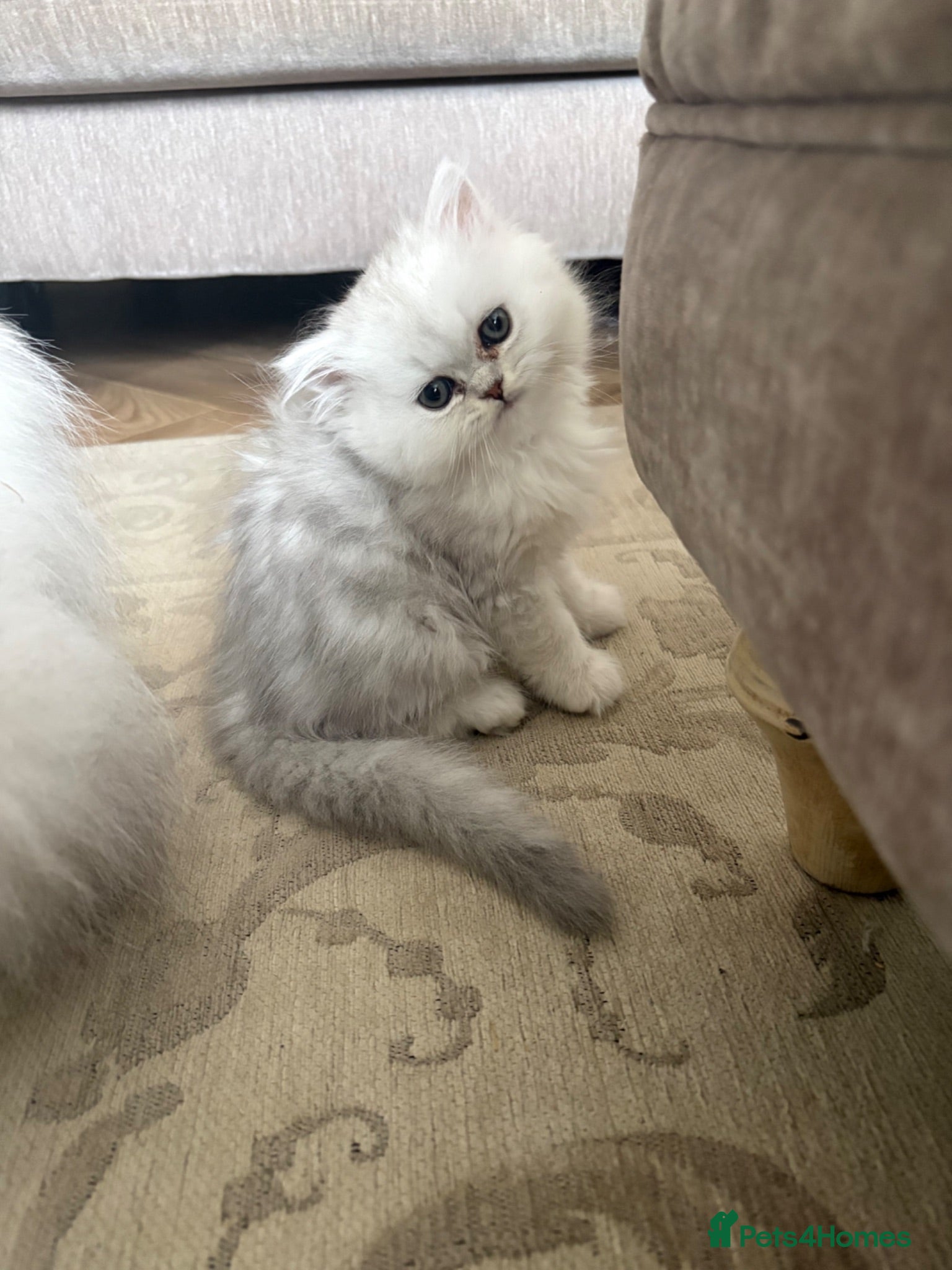 Persian cats Persian kittens *1 GIRL AVAILABLE* ready now  - Advert 12