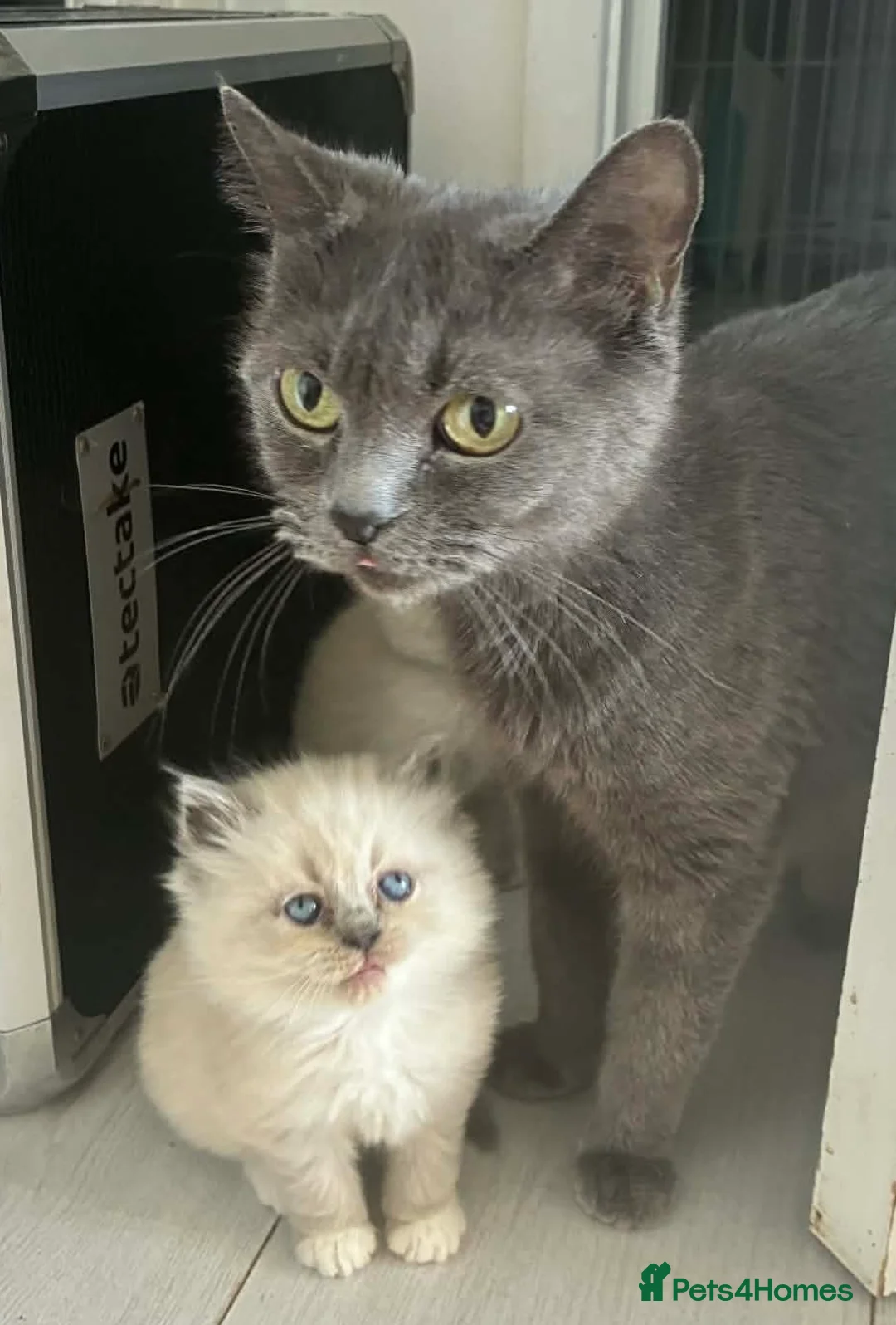 Mixed Breed cats for sale: Stunning ragdoll x BSH kittens - Advert 1