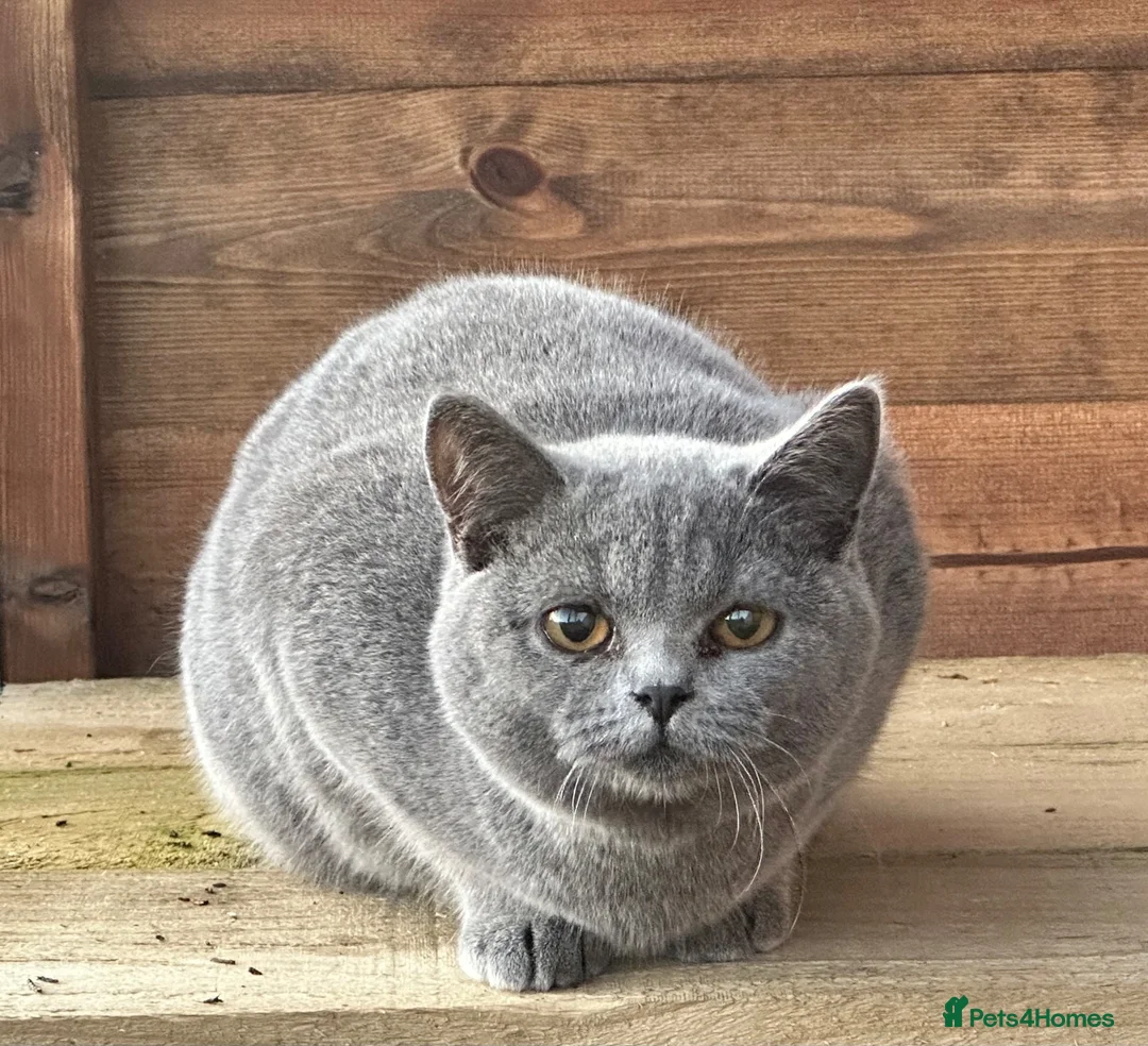 British Shorthair cats for sale: British Blue Female - Advert 1