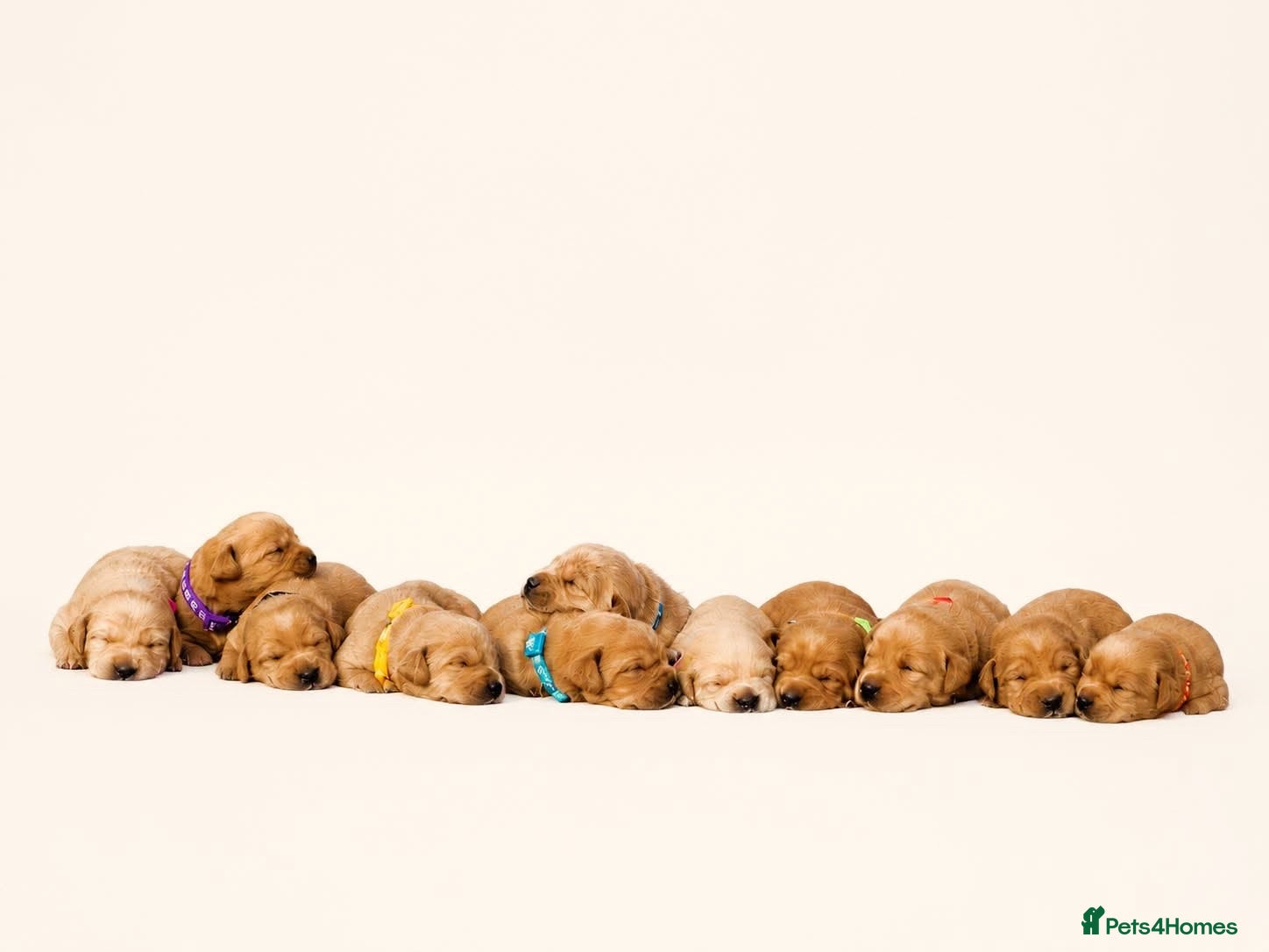 Labrador Retriever dogs Exceptional Stunning Labrador Puppies  - Advert 1
