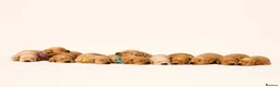 Labrador Retriever dogs for sale: 🌟 7 beautiful pups remaining 🌟 - Advert 1